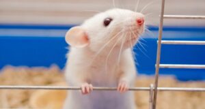 Застенчивые мыши проявили настойчивость в решении задач